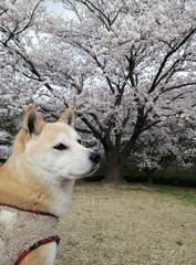満開の桜