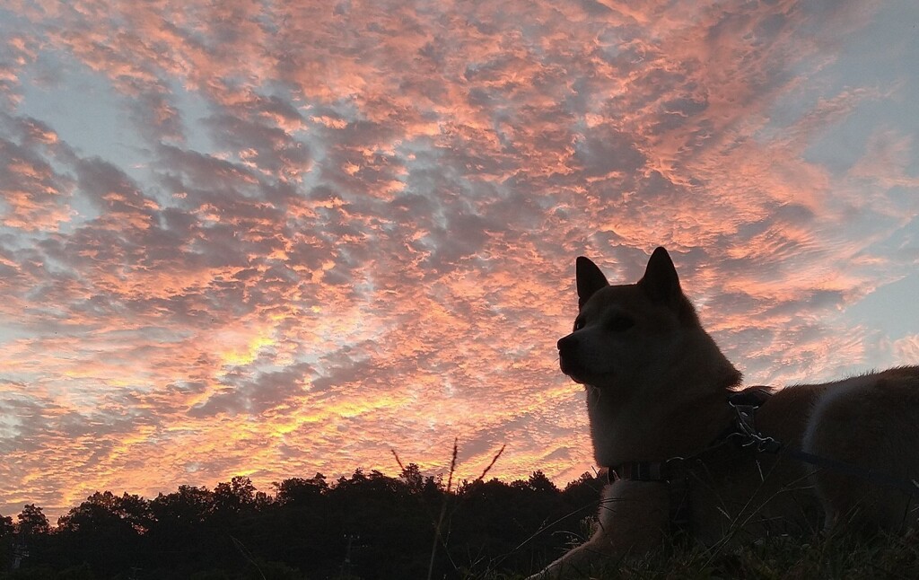 朝焼け！