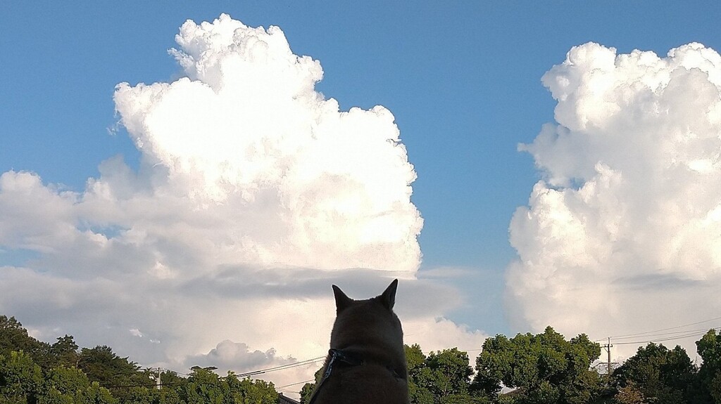 溶けちゃった！