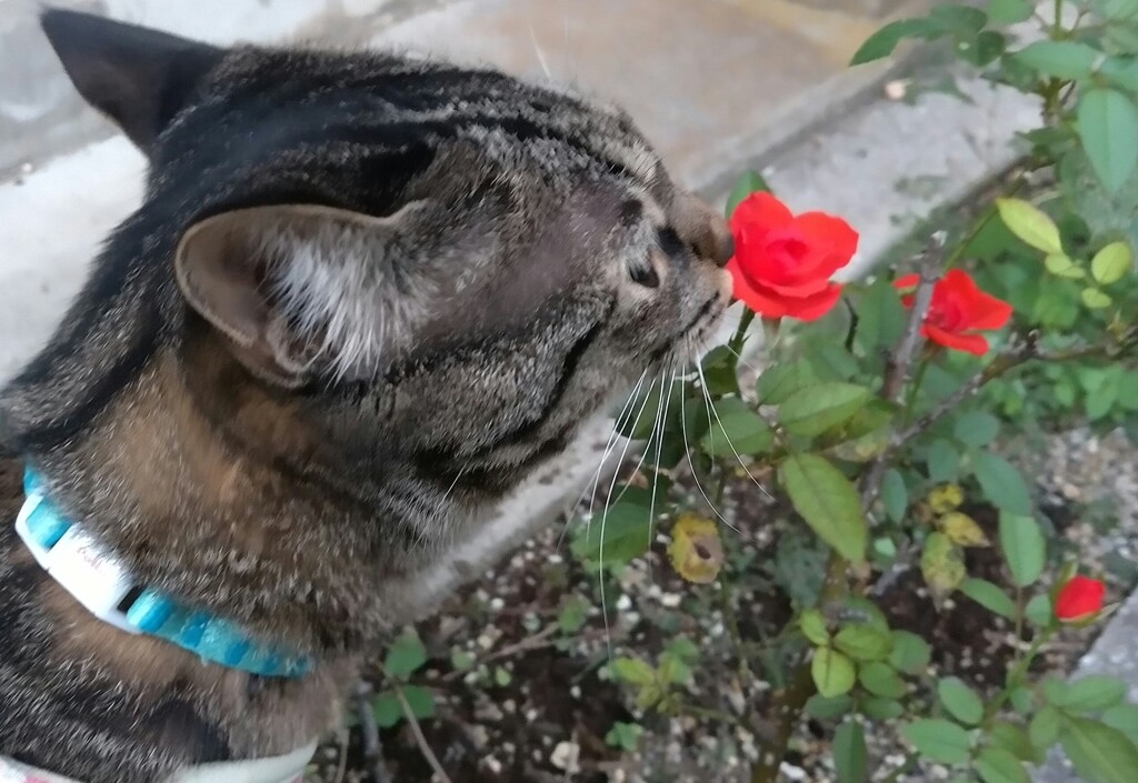 ミニバラ