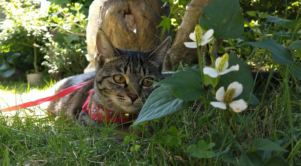 何の花かな？