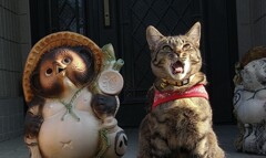 太陽に吠えろ