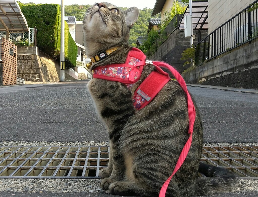 道路に出たよ！