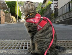 道路に出たよ！