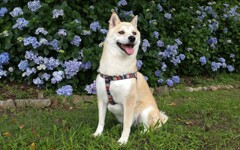 アジサイ咲いたよ一