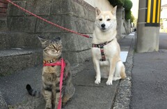 次はアサヒの散歩です