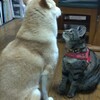 どうだった！