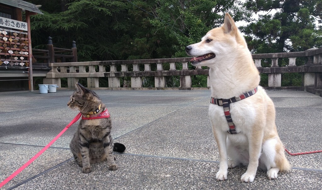 線香焚くんだ一