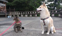 線香焚くんだ一