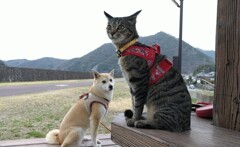 自転車が来るな～