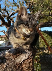 松の上にニャン