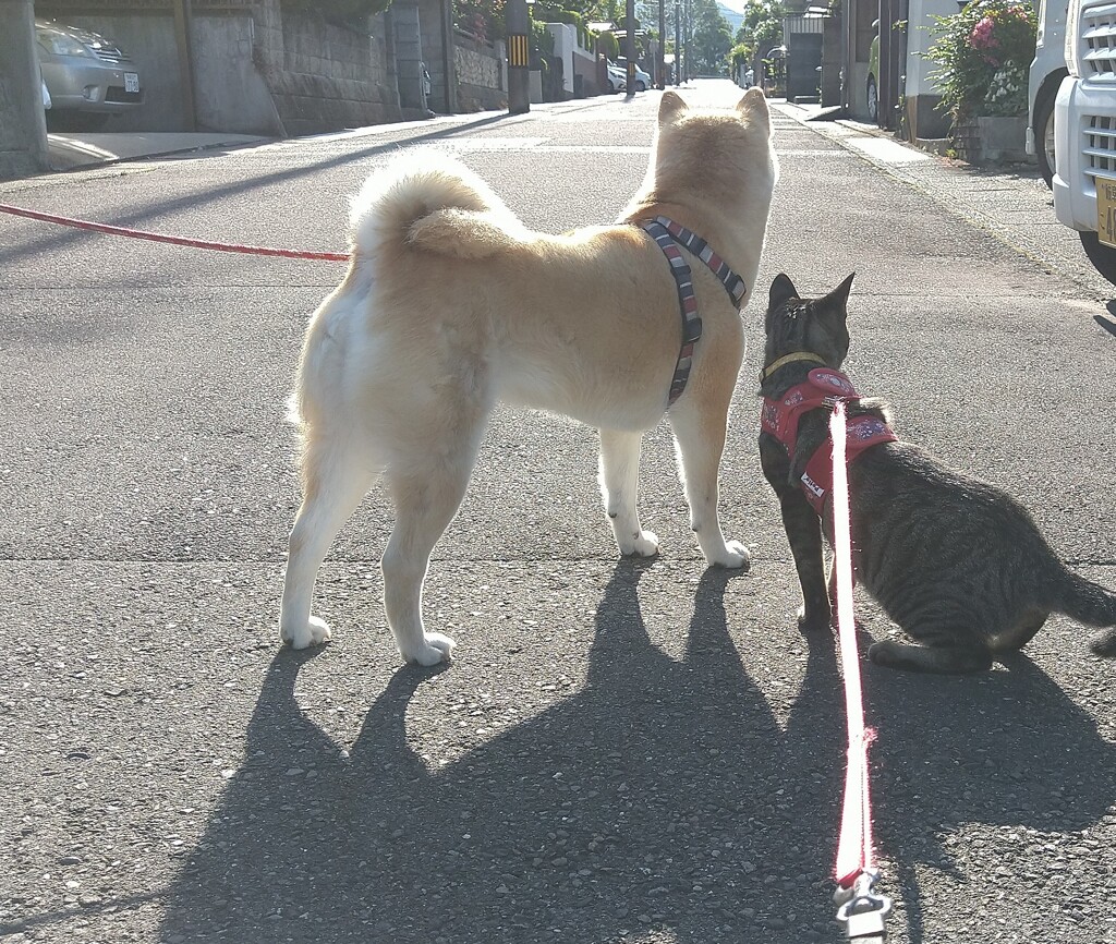 まぶしい一