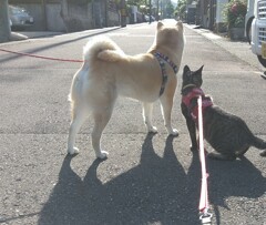 まぶしい一
