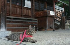 お参り下さい！