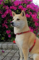 ツツジと記念写真