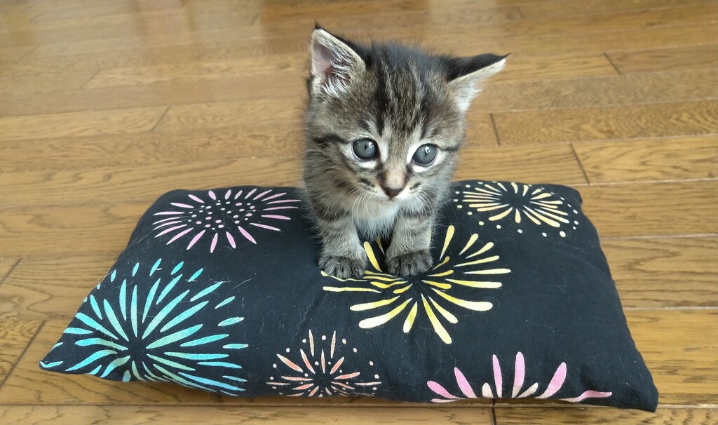 誕生一ヶ月