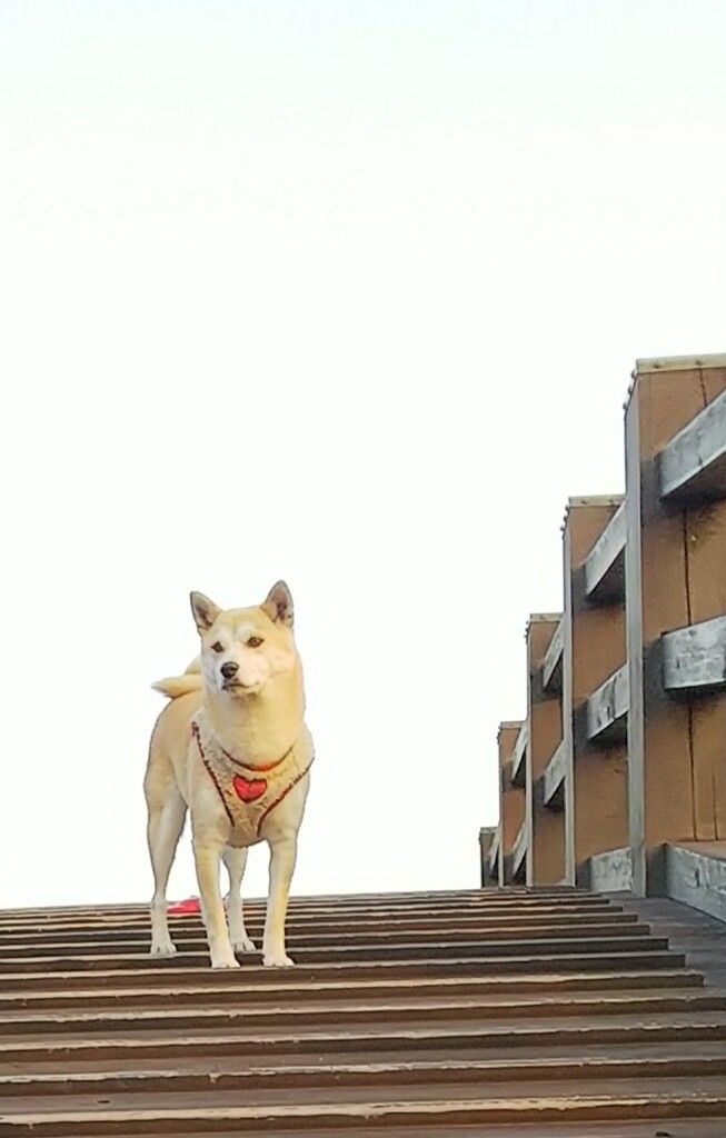 ここは太秦撮影場？