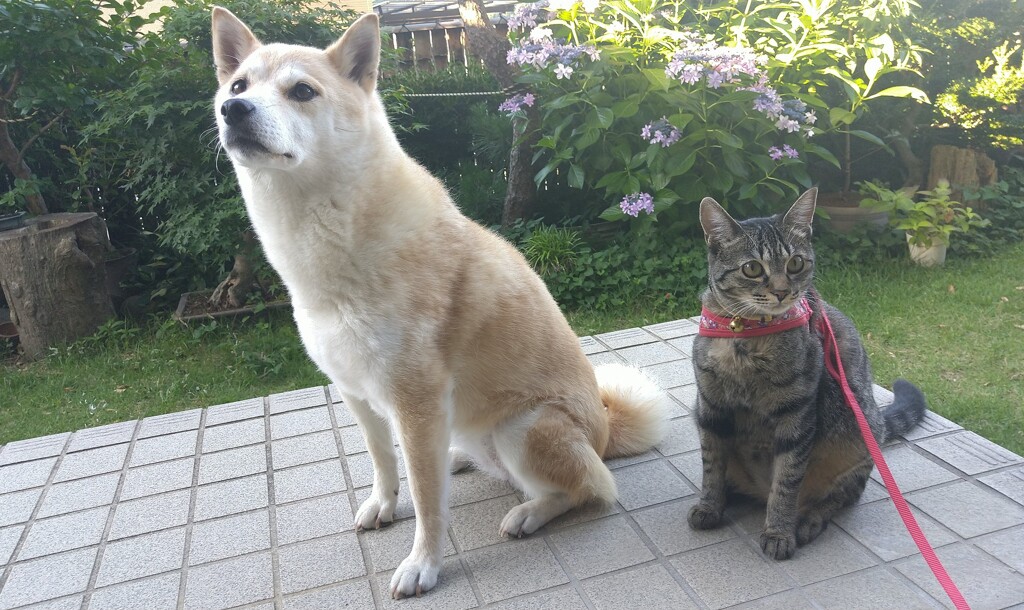 行ってらっしゃいませ！