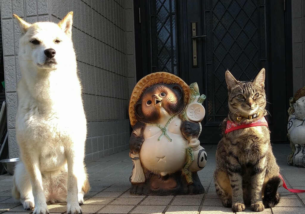 ワンポンニャン