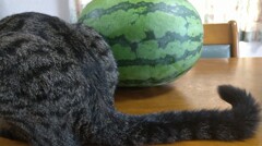 同じ模様！