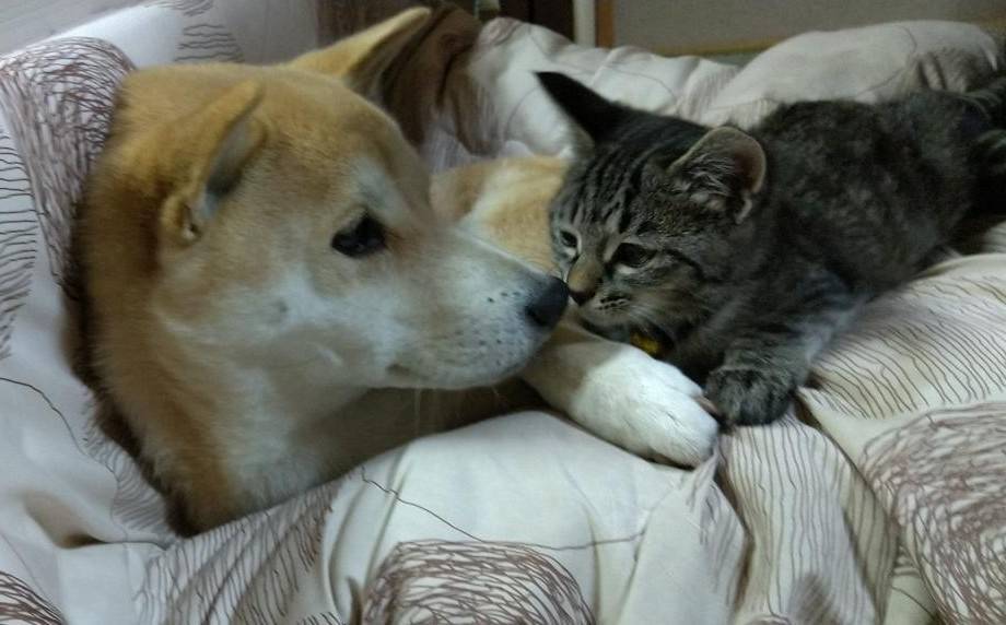 ここにいさせて