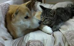 ここにいさせて