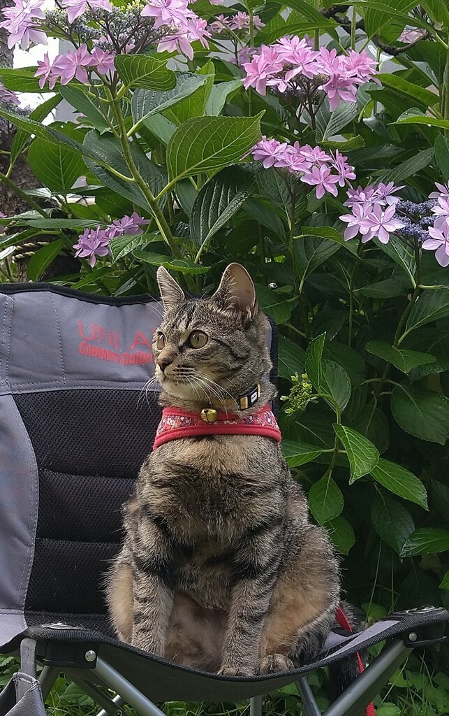 お気に入りの椅子で