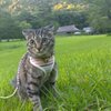 イカ耳