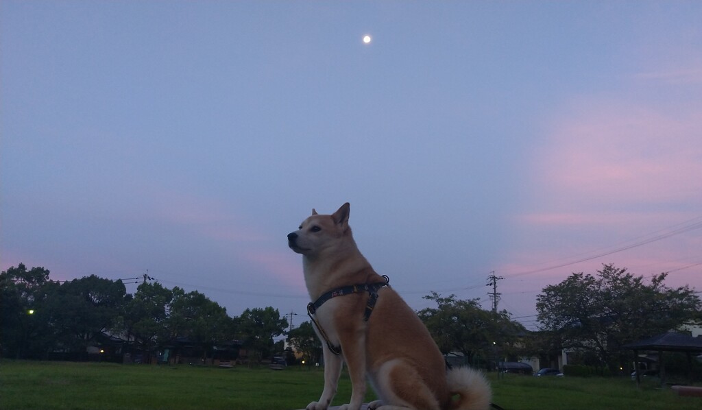 朝月夜とメイ①