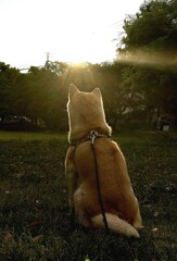 朝陽を浴びるメイ