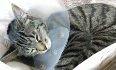 エリザベスカラー