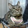 新しいハ一ネス！
