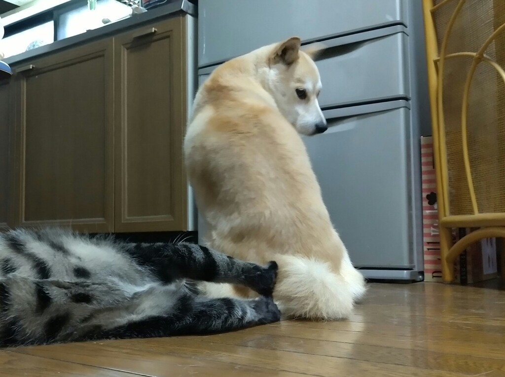 ネコじゃらし