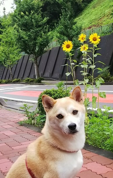 夏のお嬢さん！