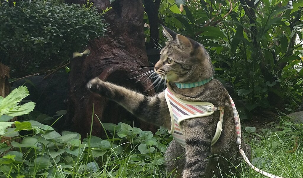 捕まえるぞ！