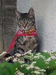 イワヤツデとアサヒ