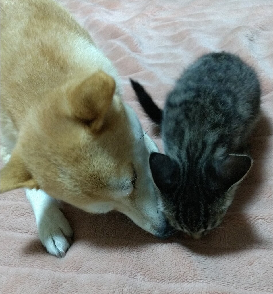 横取り