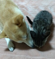 横取り