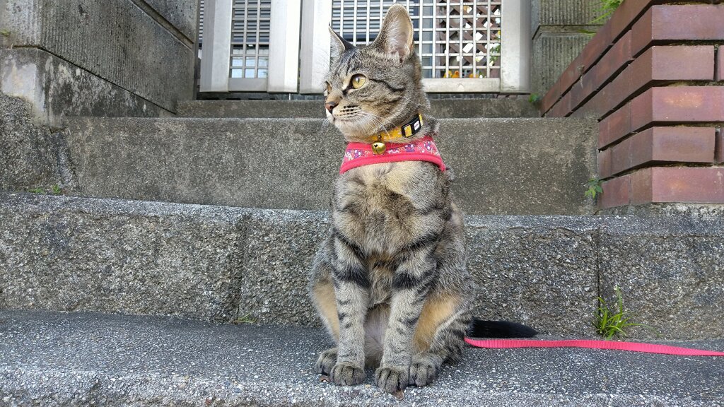 散歩に連れてって！