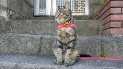 散歩に連れてって！