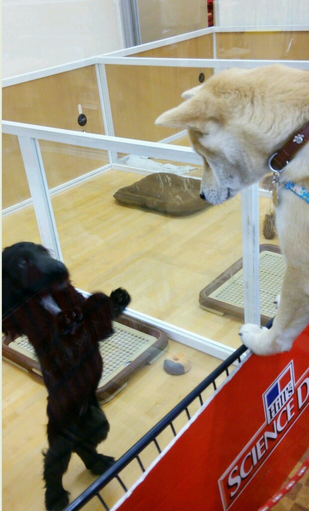 連れて帰って！