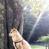 木漏れ日