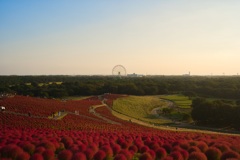 観覧車とコキア