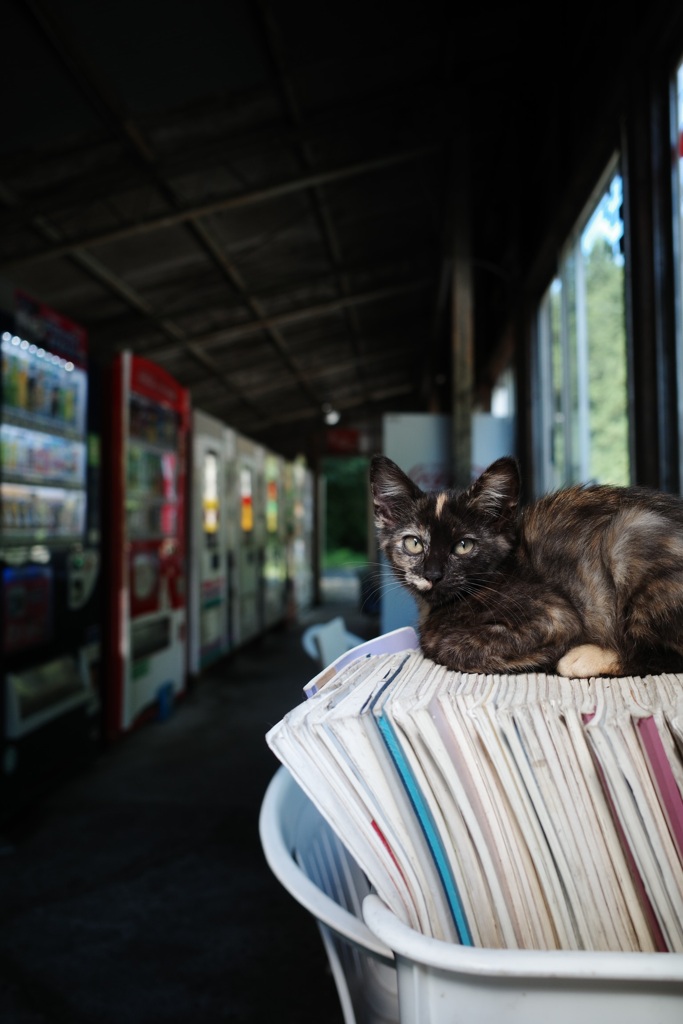 いらっしゃいませ