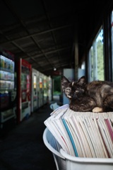 いらっしゃいませ