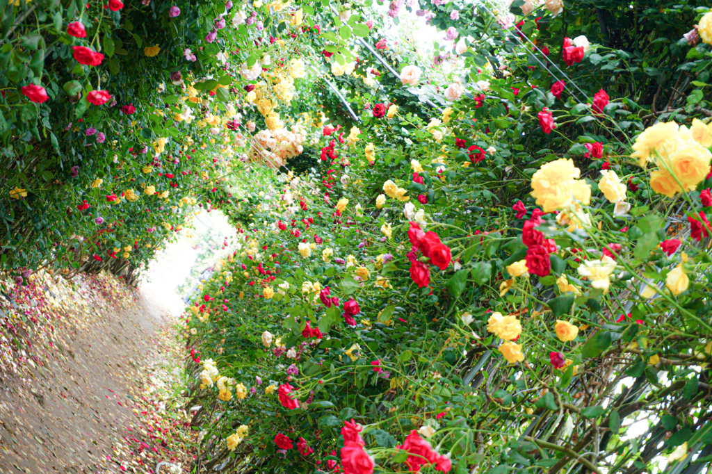 Tunnel de roses