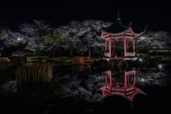 中国庭園の夜桜