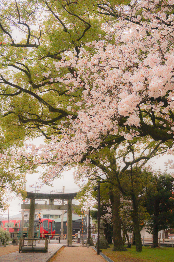 春の風を待つあの花のように