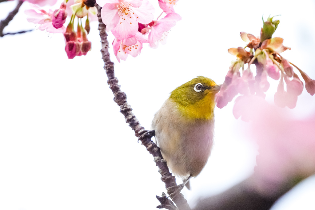 河津桜とメジロ