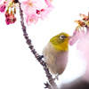 河津桜とメジロ